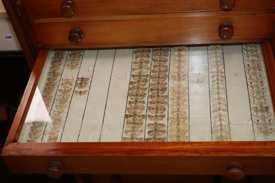 A Victorian mahogany and deal collector cabinet of moth specimens, by J.T Crockett & Son, W.52cm D.47cm H.135cm